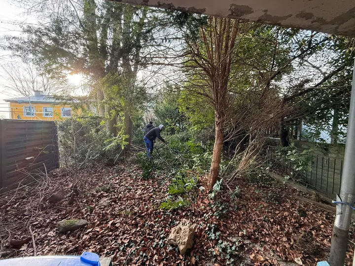 Verwilderten Garten zurückschneiden